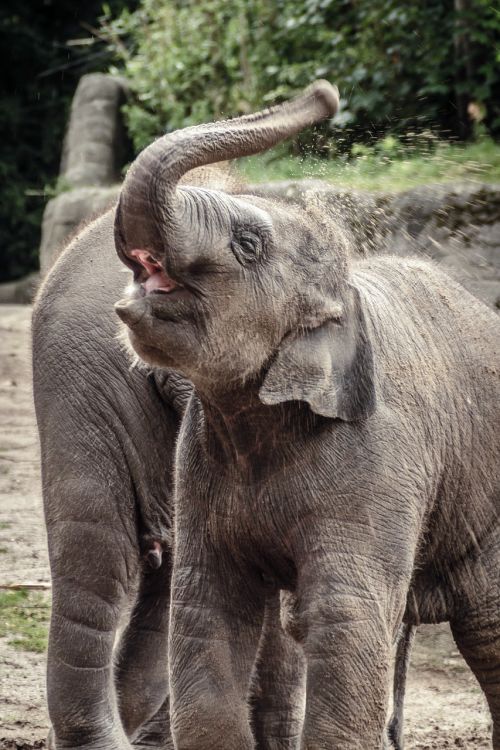 elephant animal grey
