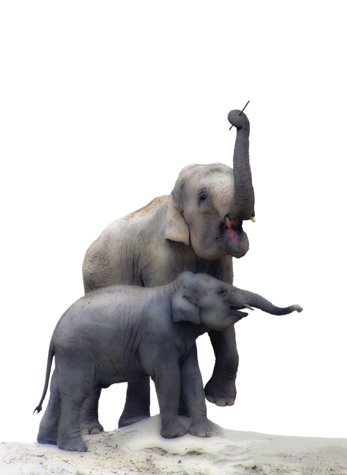 elephant baby elephant isolated