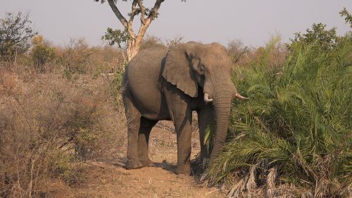 elephant savannah africa