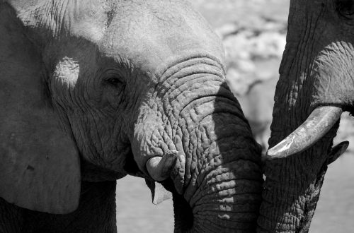 elephant black and white africa