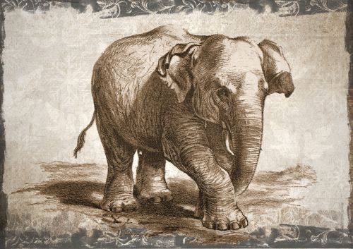 elephant wildlife animal