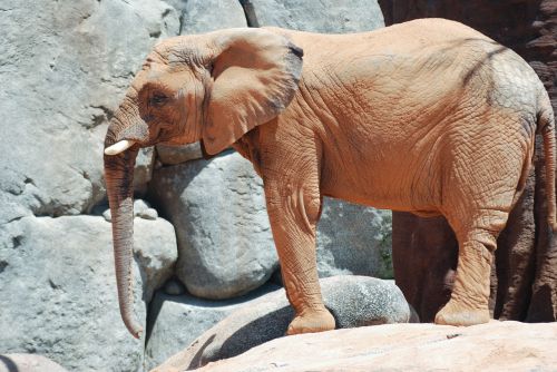 elephant zoo animal