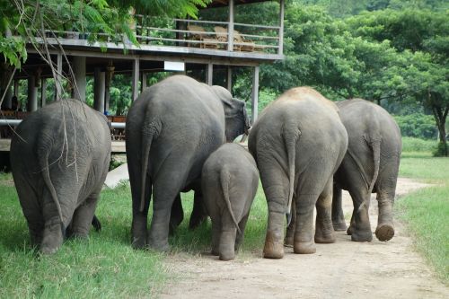 elephant thailand elephant nature park