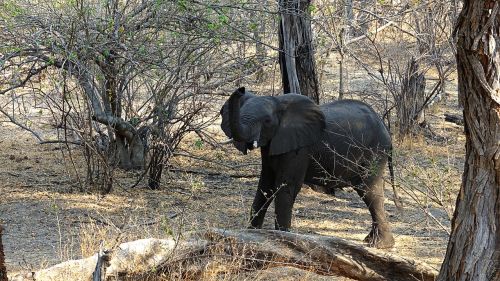 elephant botswana drought