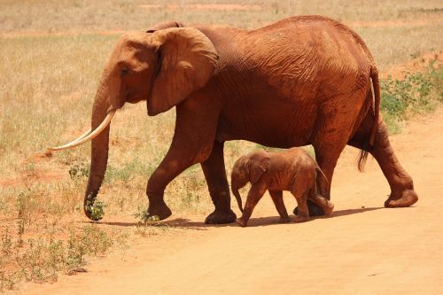 elephant cub tsavo