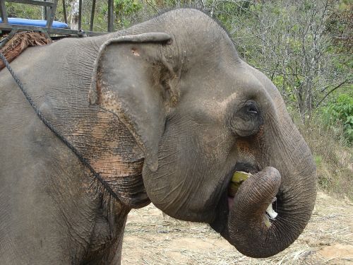elephant cambodia animal