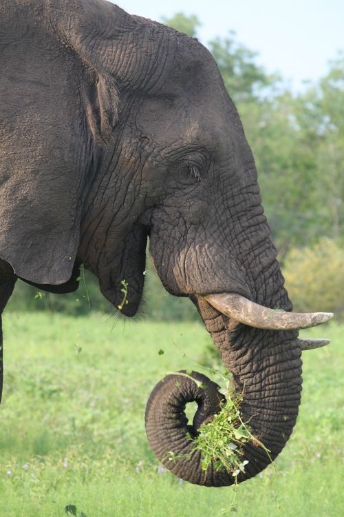 elephant africa wildlife
