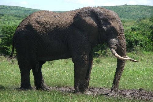 elephant safari south africa