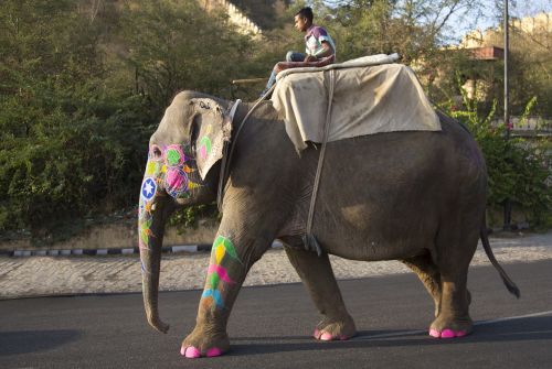 elephant festival mahout