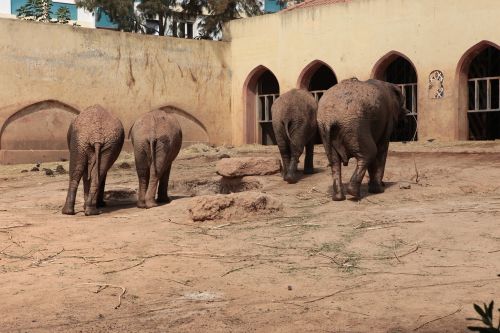 elephant angola zoo