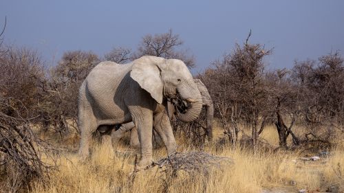 elephant botswana safari