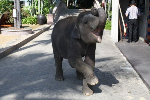 elephant baby elephant train