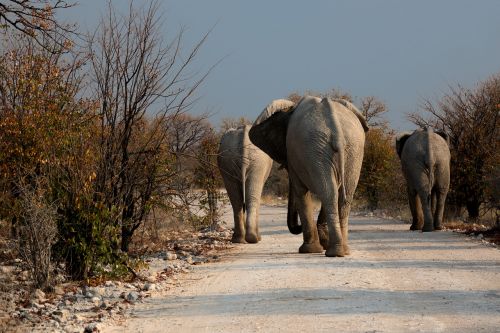 elephant botswana wilderness