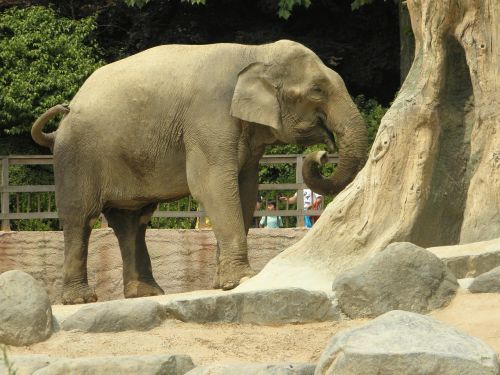 elephant zoo a grazing animal