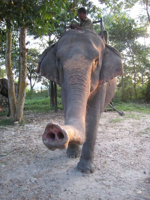 elephant trunk asia