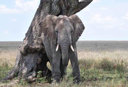 elephant serengeti africa