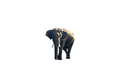 elephant animal png