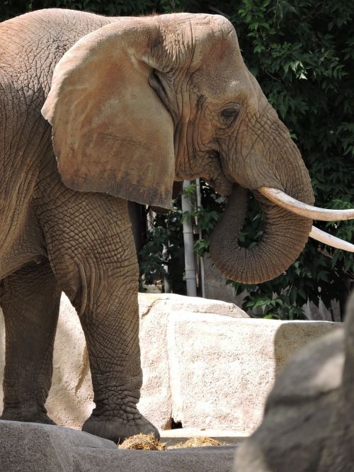elephant zoo wildlife