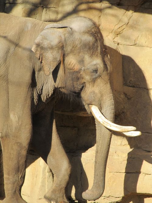 elephant male tusks