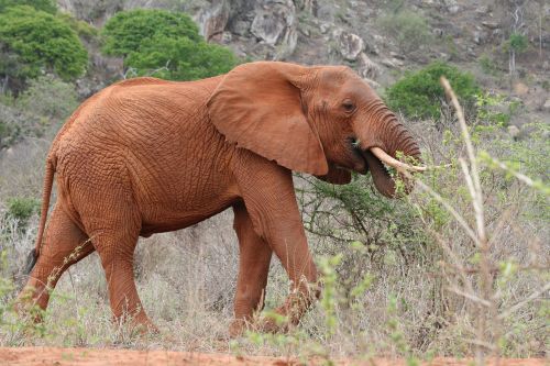 elephant kenya food