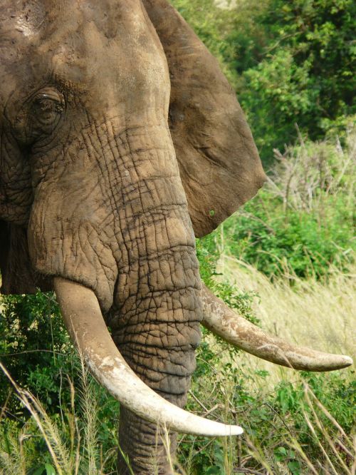 elephant tusks wildlife