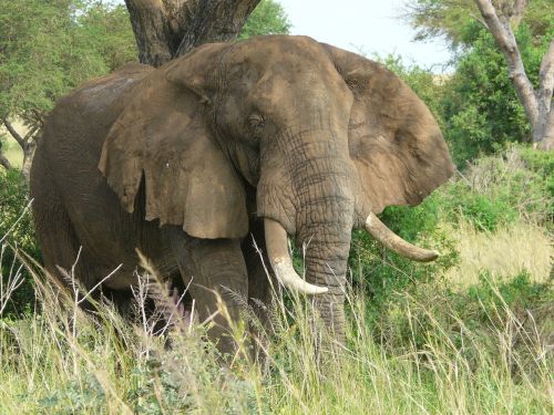 elephant uganda wildlife