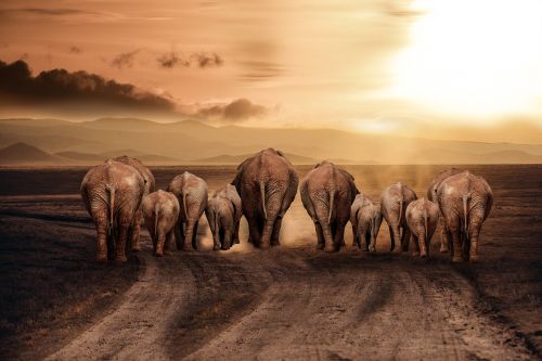 elephant dust road