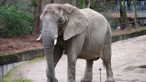 elephant zoo wuppertal