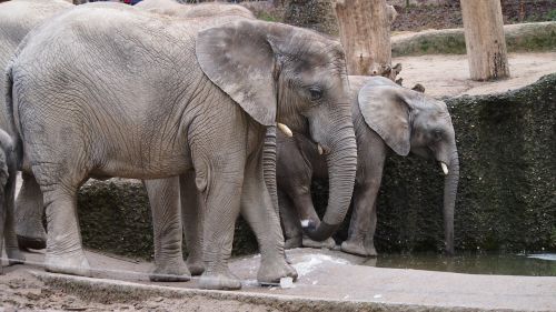 elephant zoo wuppertal