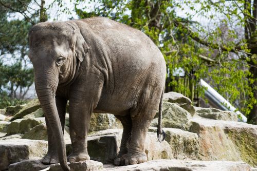 elephant zoo emmen zoo