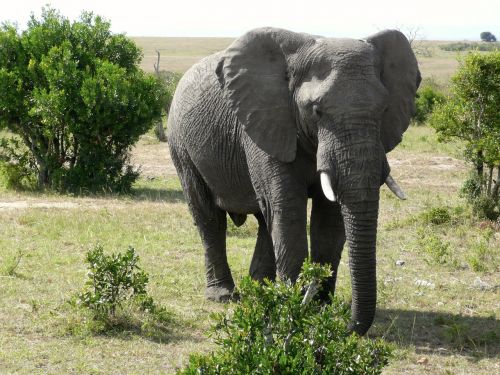 elephant masai mara