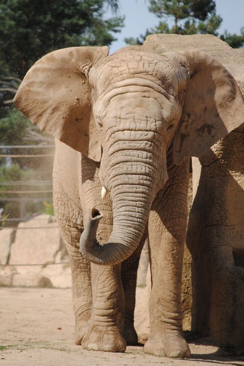 elephant zoo dust