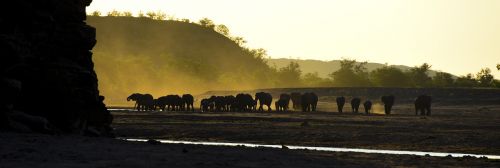 elephant africa travel