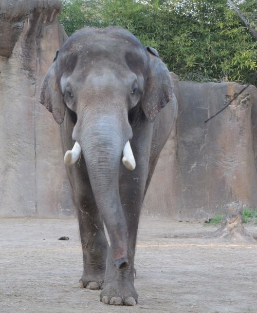 elephant zoo standing