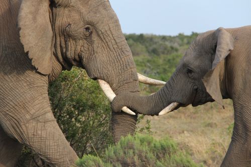 elephant cub elephant mother love