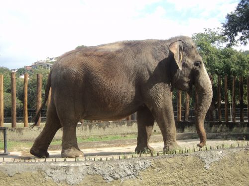 elephant nature zoo