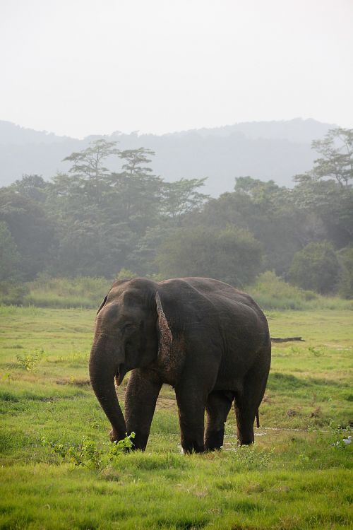 elephant indian elephant sri lanka