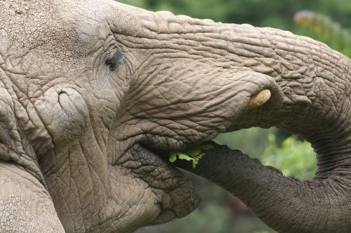 elephant eating africa