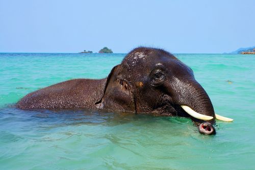 elephant bathing sea