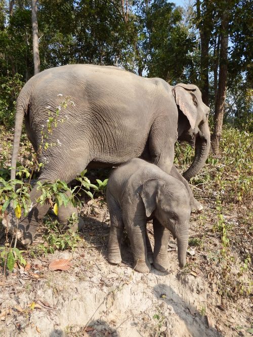 elephant baby elephant pachyderm