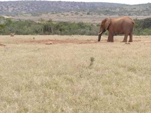 elephant drinking safari
