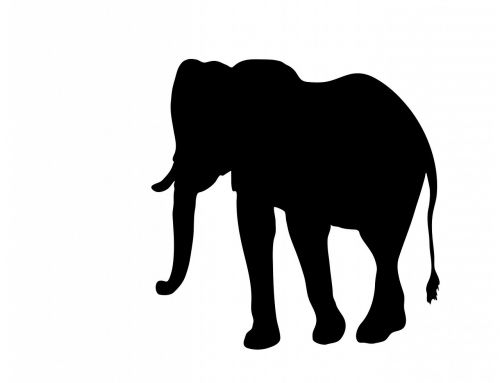 elephant animal big