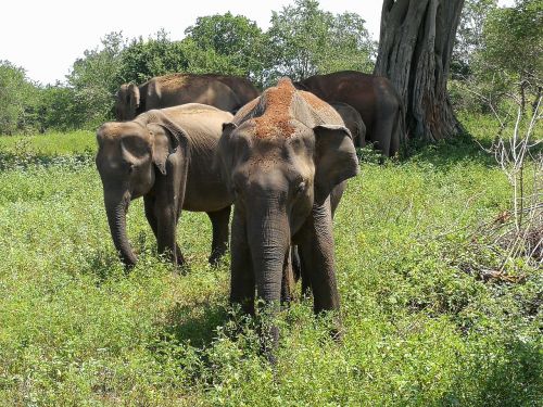 elephant safari wilderness