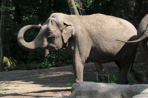 elephant proboscis zoo
