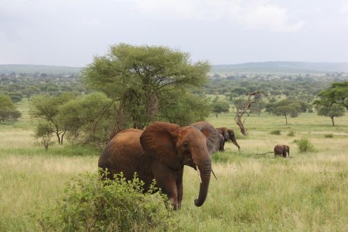 elephant africa tanzania