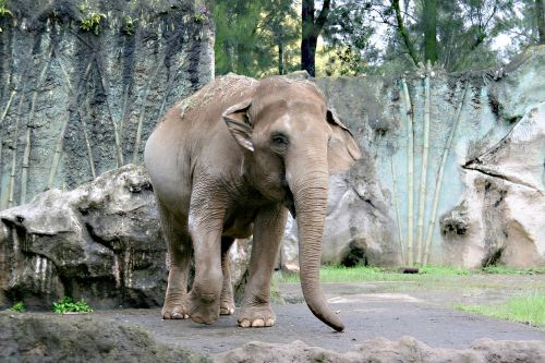 elephant zoo walk
