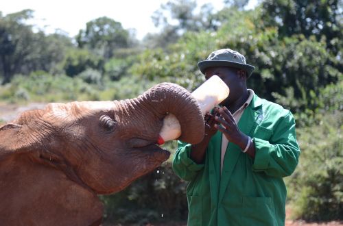 elephant feeding feed