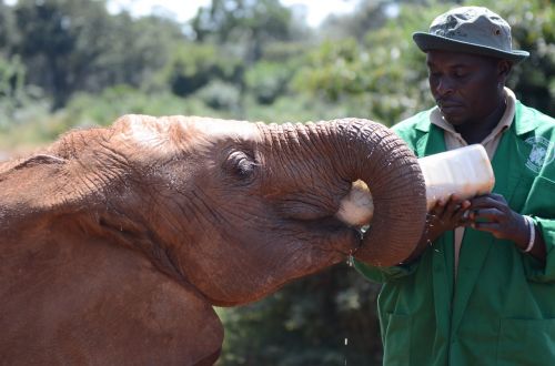 elephant feeding feed