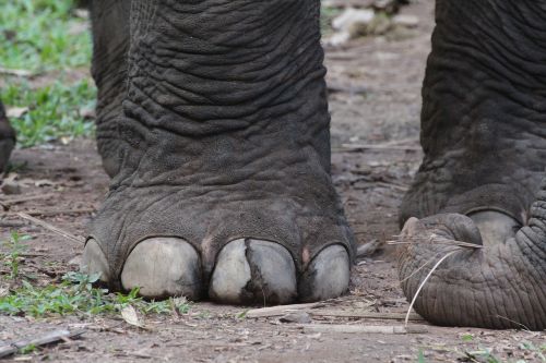 elephant foot animal