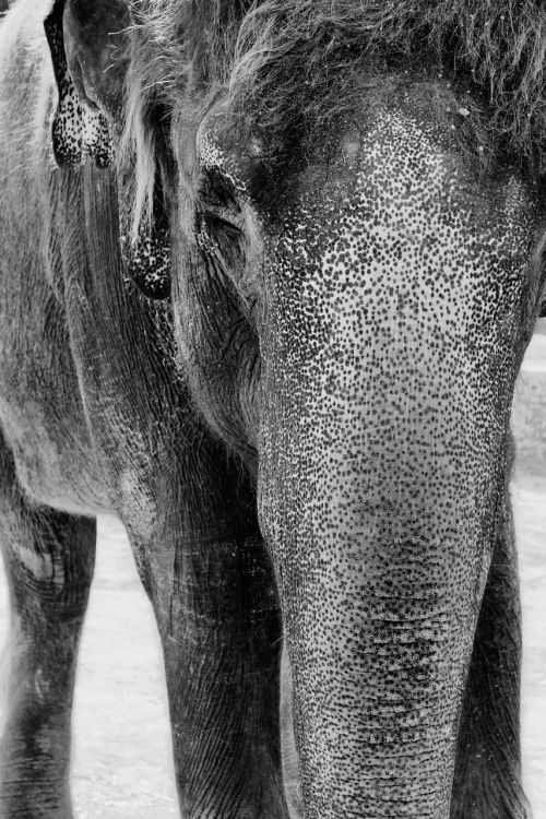 elephant black and white white